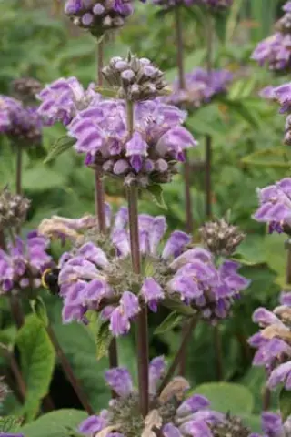 Phlomis pratensis