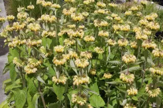 Phlomis russeliana
