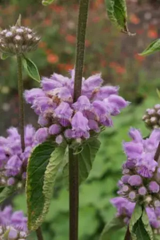 Phlomis taurica