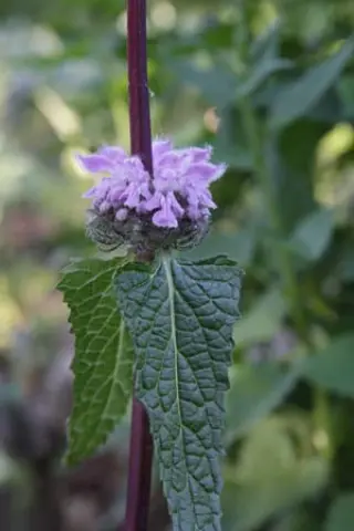 Phlomis tuberosa ex Altai
