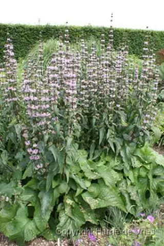 Phlomis tuberosa 'Amazone'