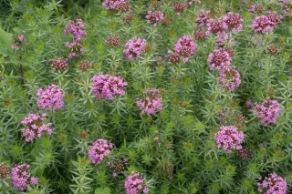 Phuopsis stylosa 'Purpurea'