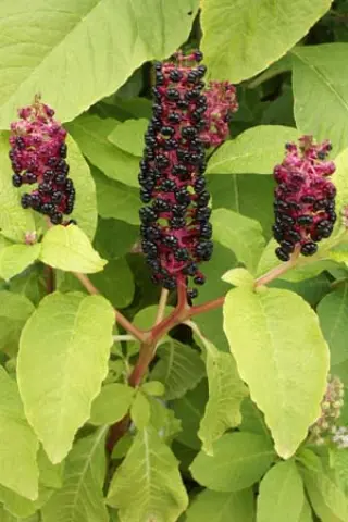 Phytolacca acinosa
