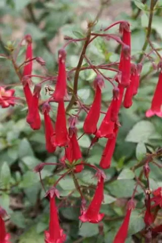 Phygelius 'New Sensation'