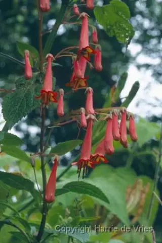 Phygelius x rectus 'African Queen'