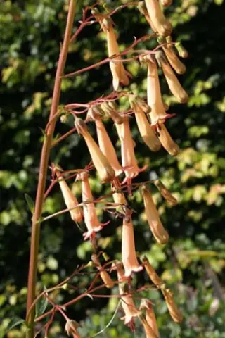 Phygelius x rectus 'Jodie Southon'