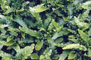 Phyllitis scolopendrium 'Angustifolia'