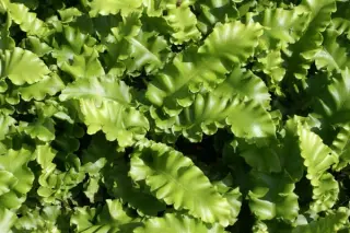 Phyllitis scolopendrium 'Crispum Nobile'