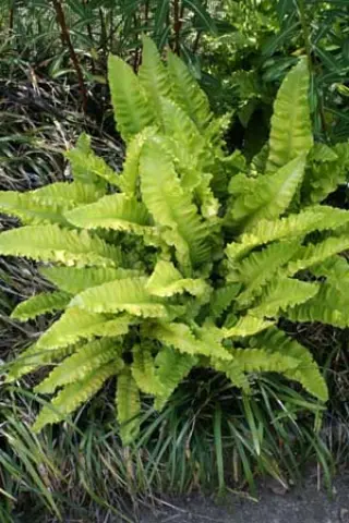 Phyllitis scolopendrium