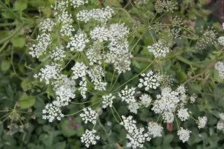 Pimpinella saxifraga