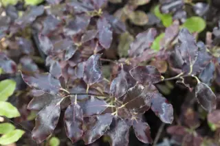 Pittosporum tenuifolium 'Tom Thumb'