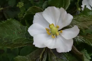 Podophyllum hexandrum