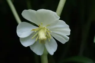Podophyllum peltatum