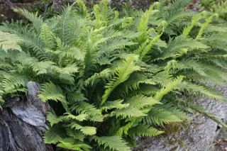 Polystichum aculeatum