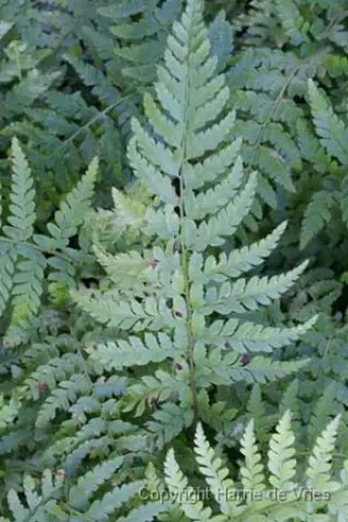 Polystichum braunii