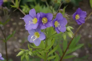 Polemonium 'Churchills'