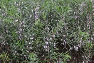 Polygonatum curvistylum