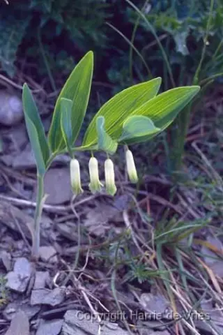 Polygonatum odoratum