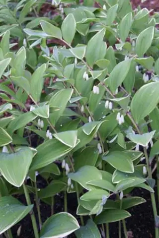 Polygonatum odoratum var. pluriflorum 'Variegatum'