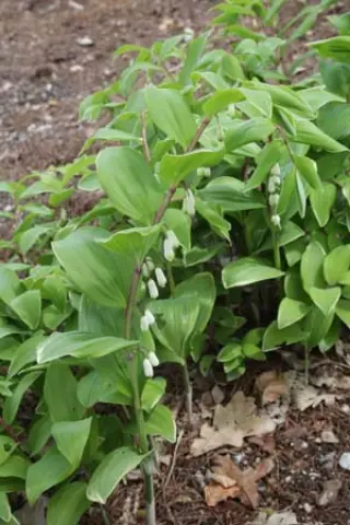 Polygonatum odoratum 'Variegatum Torafu'