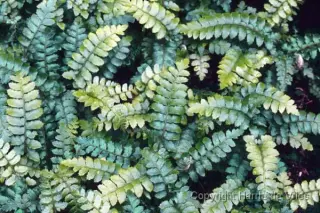 Polystichum polyblepharum