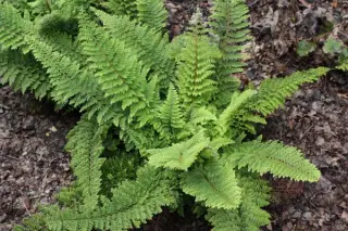 Polystichum setiferum 'Baldwinii'