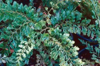 Polystichum setiferum 'Cristatopinnulum'