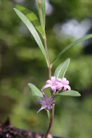 Polygonatum sp. China