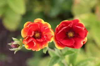 Potentilla 'Arc En Ciel'