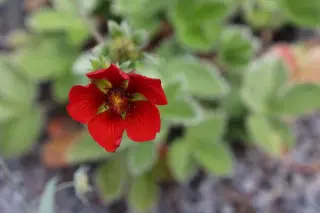 Potentilla argyrophylla 'Scarlet Starlit'