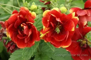Potentilla 'Emilie' (Syn. Golconde)