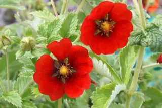 Potentilla 'Flamenco'