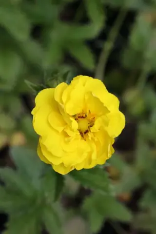 Potentilla 'Mont D' Or'