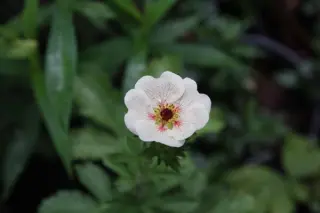Potentilla 'Voghue'