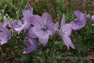 Platycodon grandiflorus 'Amethyst Star'