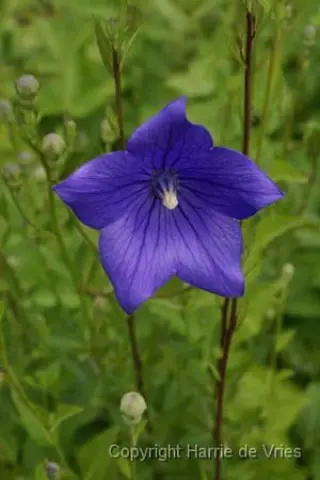 Platycodon grandiflorus 'Mariesii'