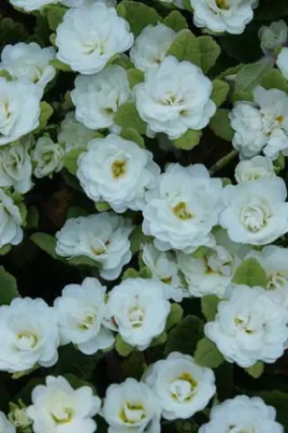 Primula 'Dawn Ansell'
