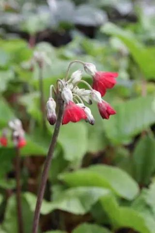 Primula florindae 'Deep Red Selection'