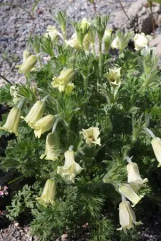 Pulsatilla albana lutea