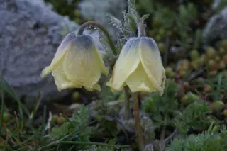 Pulsatilla albana