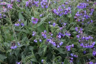 Pulmonaria 'Benediction'