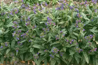 Pulmonaria 'Blauer Hügel'