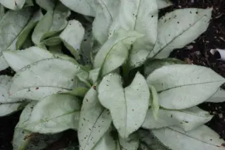 Pulmonaria 'Blakes Silver'