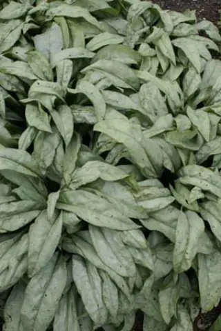 Pulmonaria 'Cotton Cool'