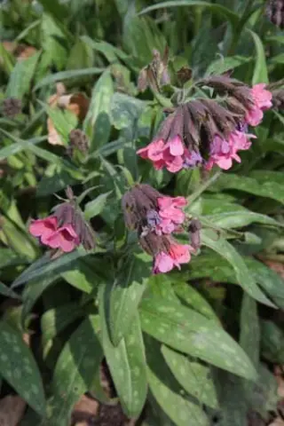 Pulmonaria 'Elworthy Rubies'