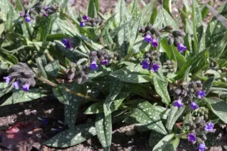 Pulmonaria 'Miss Elly'
