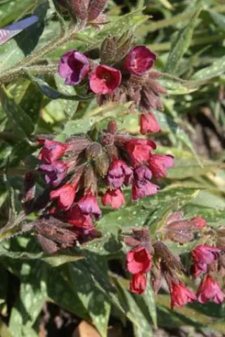 Pulmonaria 'Raspberry Splash'