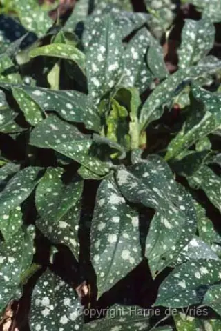 Pulmonaria 'Roy Davidson'