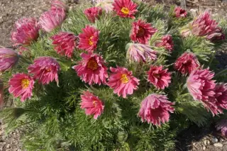 Pulsatilla vulgaris 'Papageno'