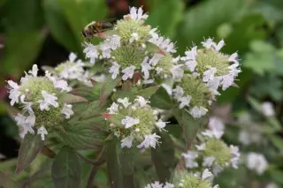 Pycnanthemum montanum